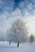 Frosty mornings / ***