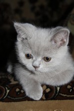 Kitten / ***