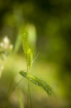 Spikelets / ***