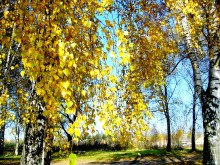 Autumn / ***