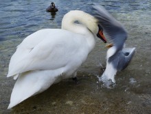 bird fight / ***