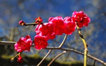 winter cherry blossom / ***