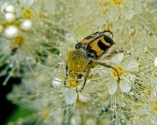 Voskovik tied / Trichius fasciatus