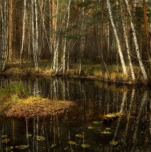 Late autumn in the Black Porze / ***