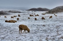 winter landscape with lambs / ***