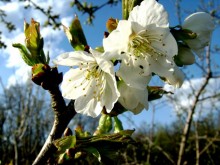 Spring / ***