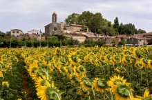 View of the Castle Gala with sunflower fields / ***