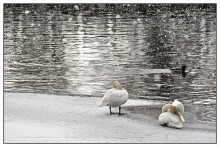 Tired February ... / ***