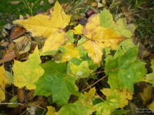 Wonderful autumn / ***