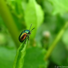 Leaf beetle yasnotochny / ***