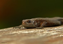 Viviparous lizard / _______