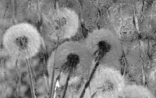 Dandelions / ************************