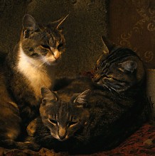 Happy family / no comment