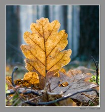 Resistant oak leaf. / ......