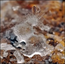 Ice puppy ... / ***