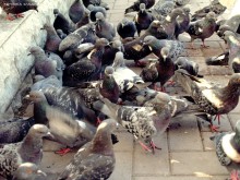 When we in the club chicks dance / ***