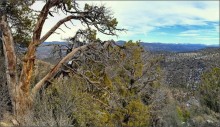old juniper / ***
