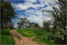 As spring came to the Negev / ***