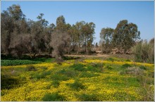As spring came to the Negev (2) / *****