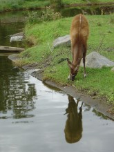 At Watering / ***