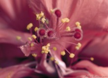 Hibiscus / ***