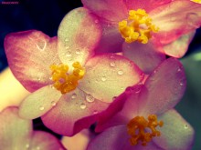 Begonia / http://fotki.yandex.ru/users/nastikter/view/277209?page=5