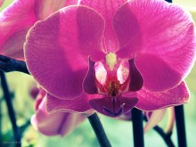 Orchid / http://fotki.yandex.ru/users/nastikter/view/352454/?page=8