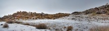 Winter panorama from lambs / ***