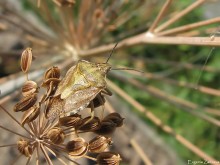 Bedbug defenders krasnokryly / ***