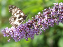 Butterfly # 2 / / I /
/ I /