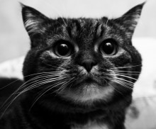 kote / ***