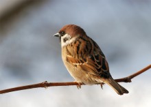 Field sparrow (Passer montanus) / Passer montanus