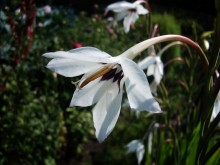 flower / ***