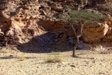 and on the sand trees / --------------