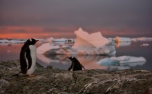 Evening Landscape with penguins / ***