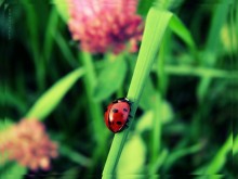 Ladybug / http://fotki.yandex.ru/users/nastikter/view/280137?page=1