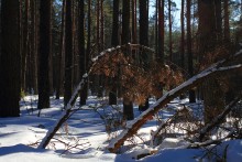 In forest / *****