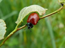 Poplar leaf beetle / Chrysomela populi