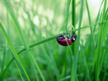 Ladybug / http://fotki.yandex.ru/users/nastikter/view/239516?page=0