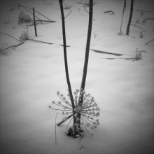 &nbsp; / ***