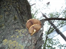 Curved mushrooms / ***