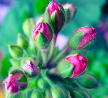 Buds / http://fotki.yandex.ru/users/nastikter/view/244715?page=0