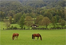 Country Pastoral ... / ***