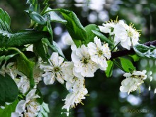 Freshness / /////////////////////////////////