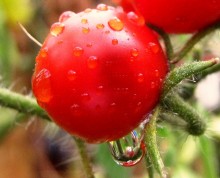 After the rain / ***
