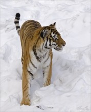 Siberian Tiger / ......