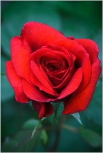 Happy Holidays! / ***