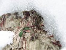 Life under snow / ***