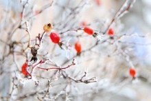 Prickly frost / ......