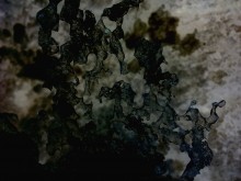 metamorphosis / ***